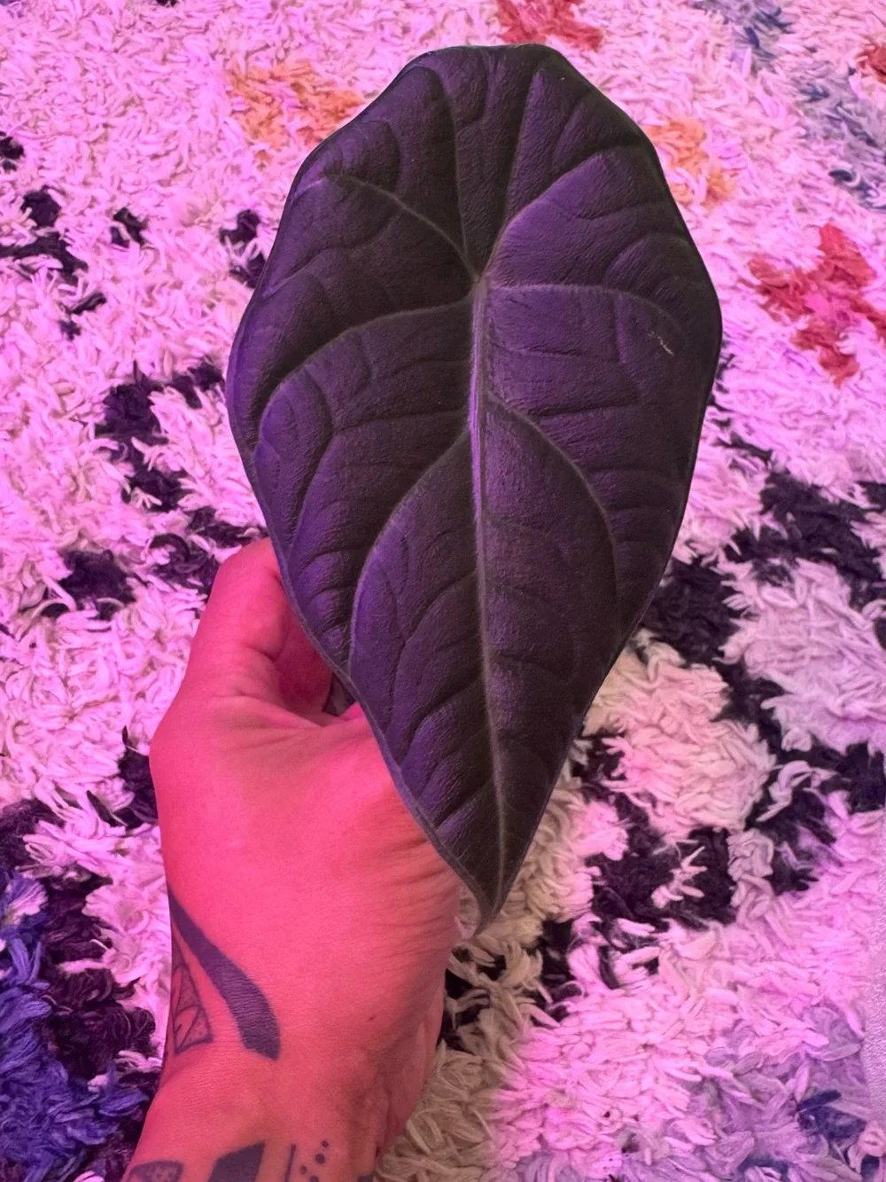Alocasia Maharani